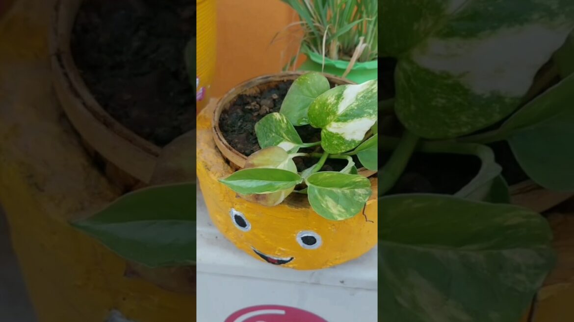 Garden flower #plants #terrace #gardening Garden flower #plants #terrace #gardening