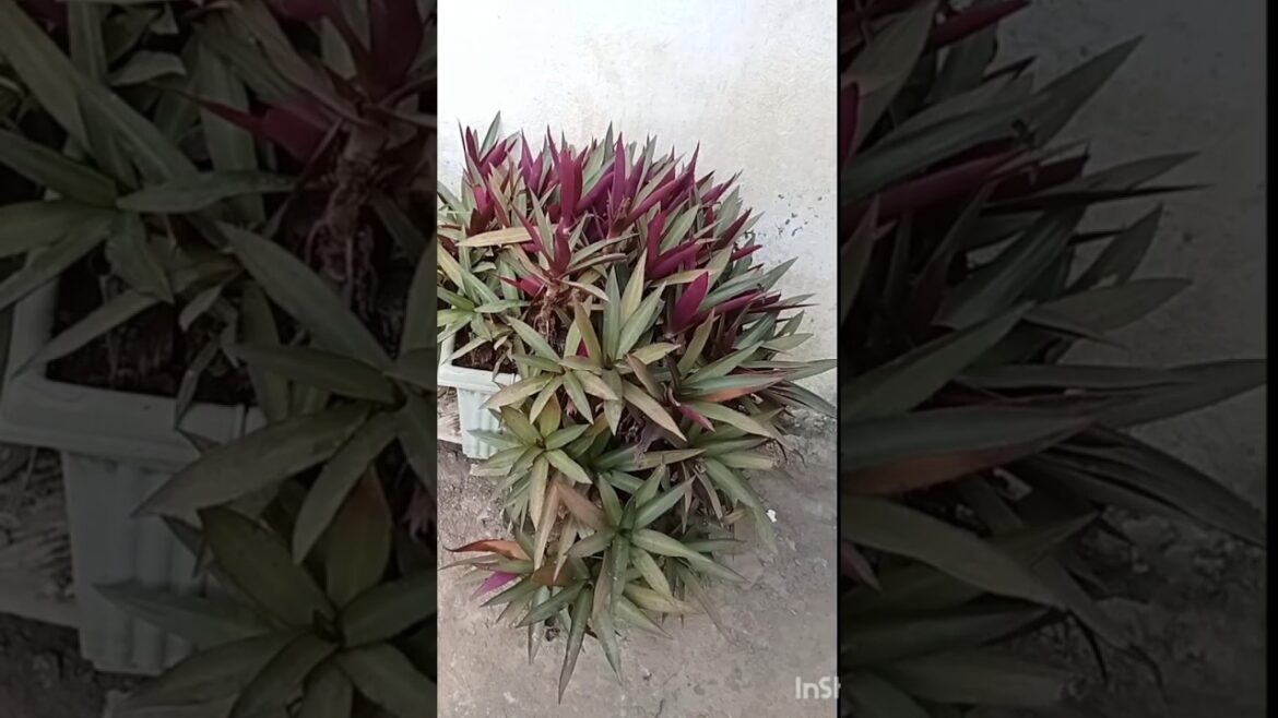 purple heart plant ☘️💜#plant care #cutting #propogation #cuttingplants#new #gardening #shorts#plants