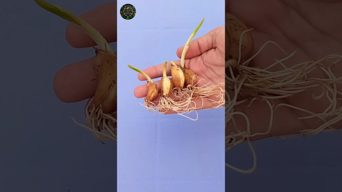 How to Grow Garlic at Home #shorts #gardening #tips How to Grow Garlic at Home #shorts #gardening #tips