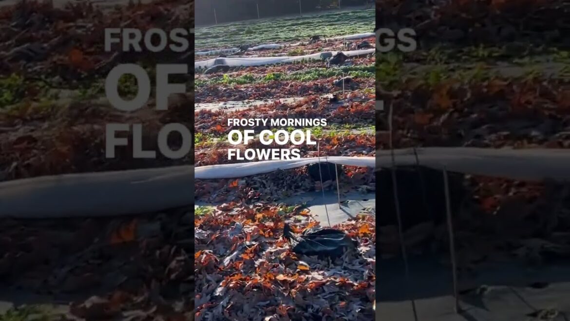 The next “Cool Flowers” planting window is approaching fast The next “Cool Flowers” planting window is approaching fast