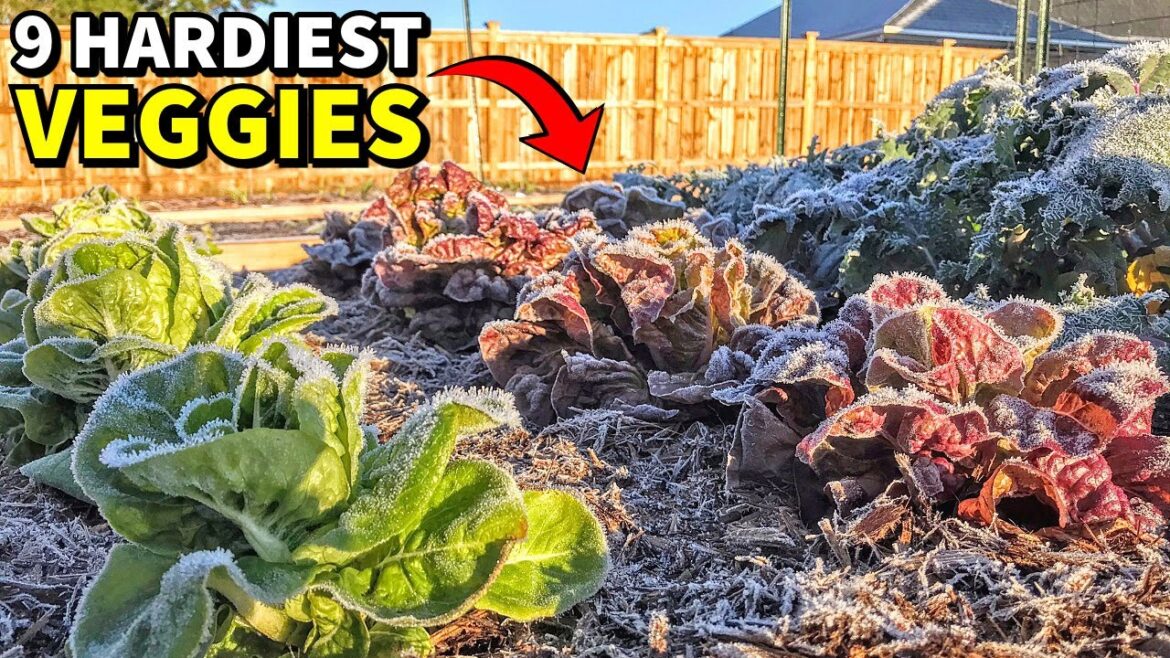 These 9 Veggies Are SO COLD HARDY I'm Not Even Covering Them!