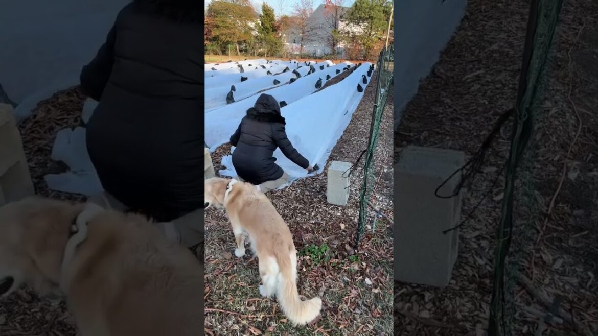 Adding a 2nd row cover on beds I consider vulnerable for the potential to deep in the teens Adding a 2nd row cover on beds I consider vulnerable for the potential to deep in the teens