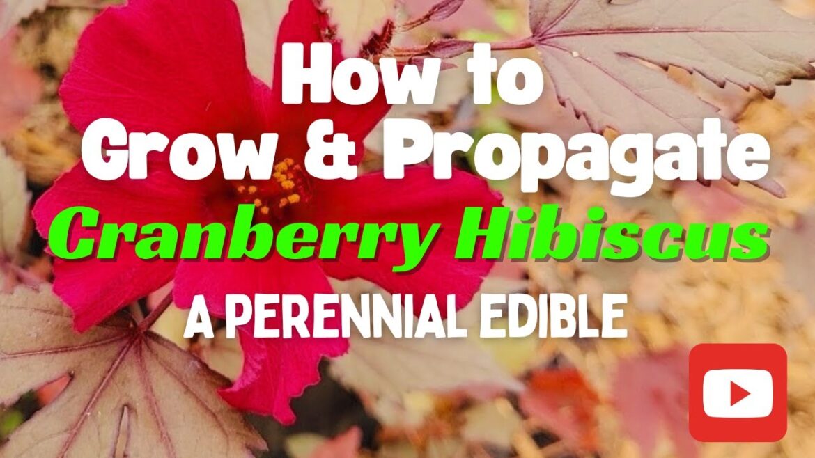 Cranberry Hibiscus – How to Grow and Propagate Cranberry Hibiscus (An Edible Flower Perennial) Cranberry Hibiscus - How to Grow and Propagate Cranberry Hibiscus (An Edible Flower Perennial)