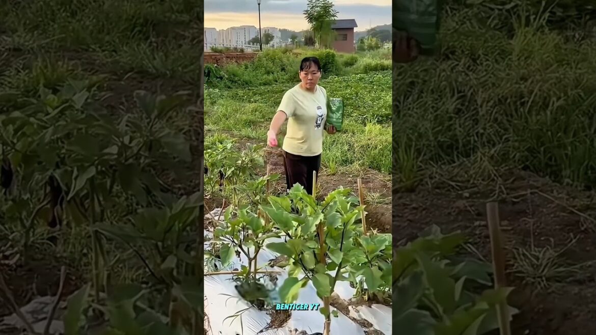 Fresh sabjiyan kaise uga sakte hain!