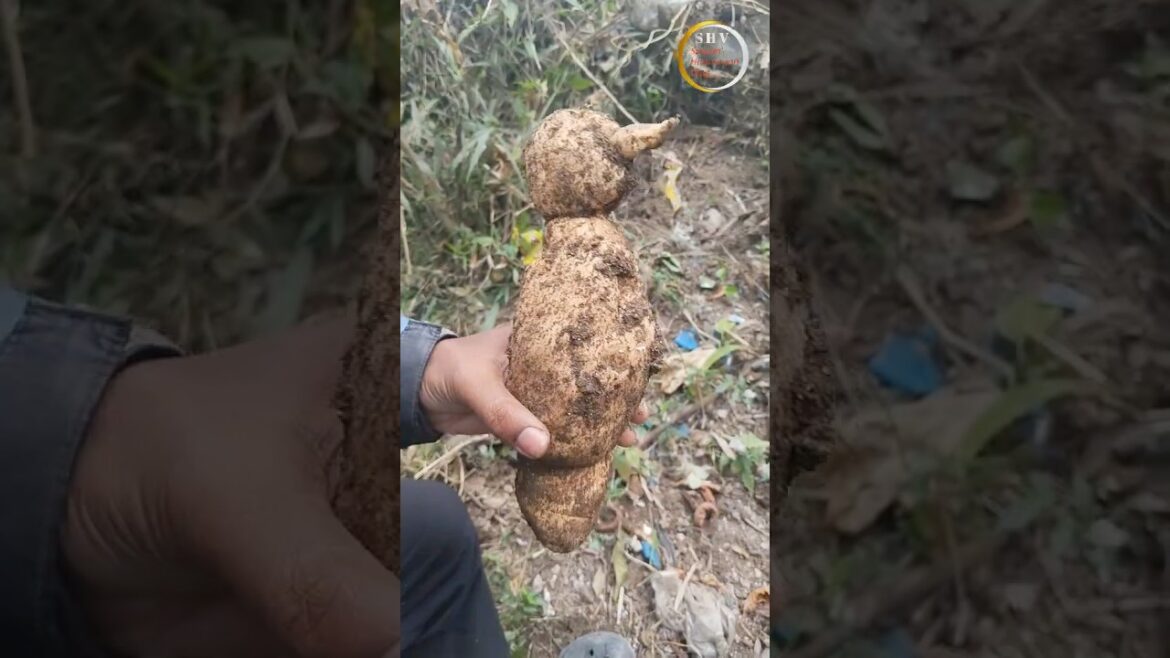 chayote roots (iskus ko jara) # part # 02 chayote roots (iskus ko jara) # part # 02