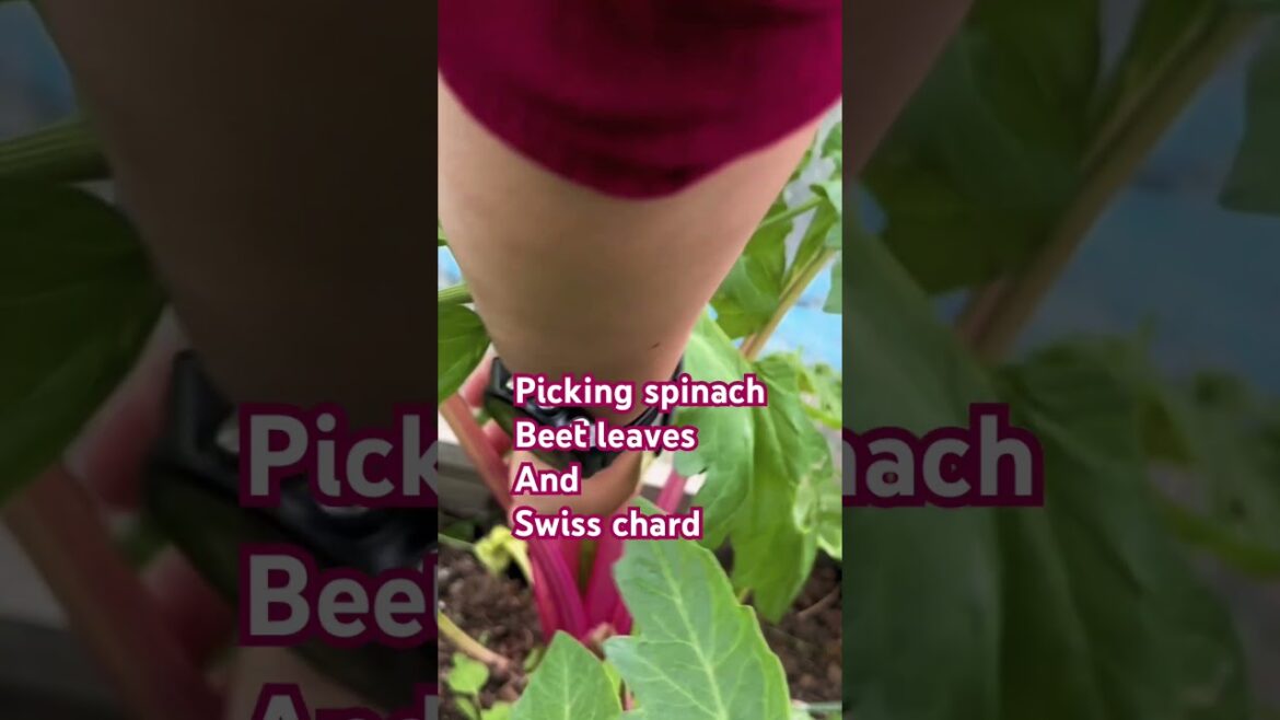 Picking green for the day #growyourownfood #swisschard #vegetablegarden