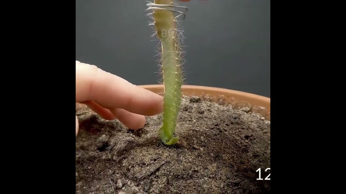 ड्रैगन फ्रूट कैक्टस टाइम-लैप्स - 3 मिनट में 1.5 सालDragon Fruit Cactus Time-Lapse - 1.5