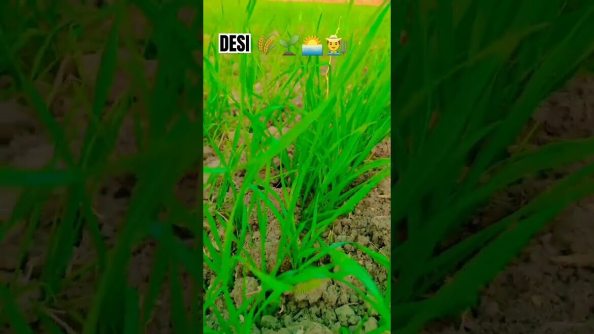 New farming status video #shorts #viralshorts #farming #videos