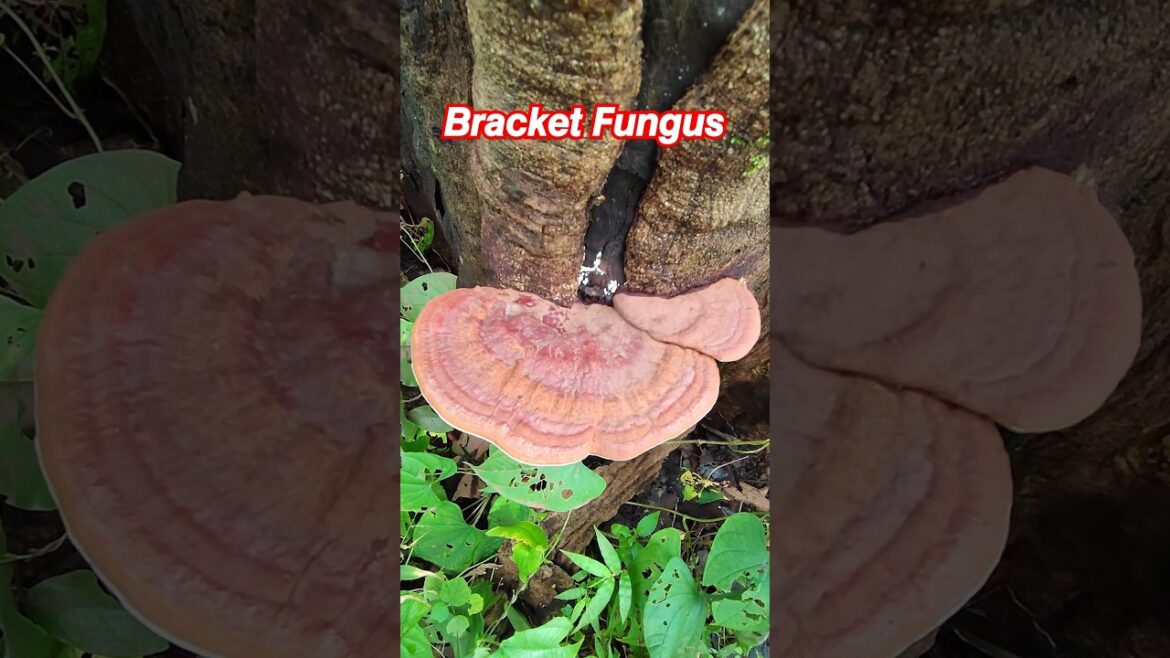 𝘽𝙧𝙖𝙘𝙠𝙚𝙩 𝙁𝙪𝙣𝙜𝙪𝙨 #shorts #short #biology #nature #botanylove #fungus #garden