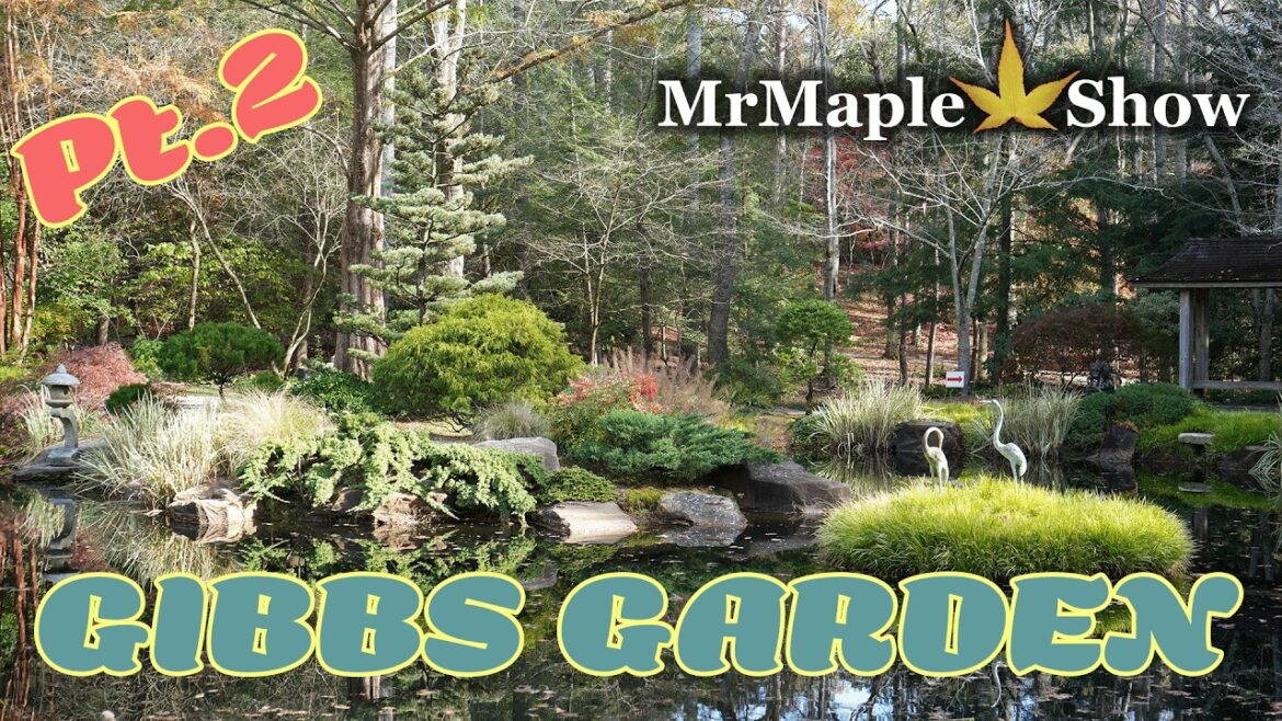 Stunning Fall Colors of Japanese Maples at Gibbs Gardens | Part 2 – A Breathtaking Autumn Landscape! Stunning Fall Colors of Japanese Maples at Gibbs Gardens | Part 2 - A Breathtaking Autumn Landscape!