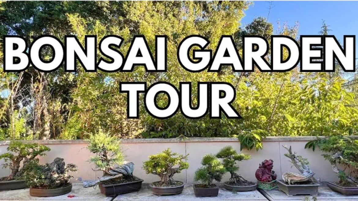 अनोखा बोन्साई गार्डन |Bonsai Garden Tour |Music &Gardening अनोखा बोन्साई गार्डन |Bonsai Garden Tour |Music &Gardening