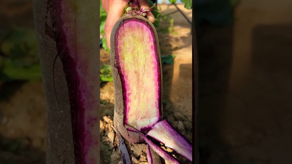 Vegetable Gardening ๐ #barakah_kitchen #shorts Vegetable Gardening ๐ #barakah_kitchen #shorts