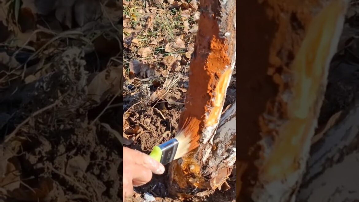 Treatment of fruit tree diseases#trees #fruits #diseases # #gardening #shorts #mrgardner823 Treatment of fruit tree diseases#trees #fruits #diseases # #gardening #shorts #mrgardner823