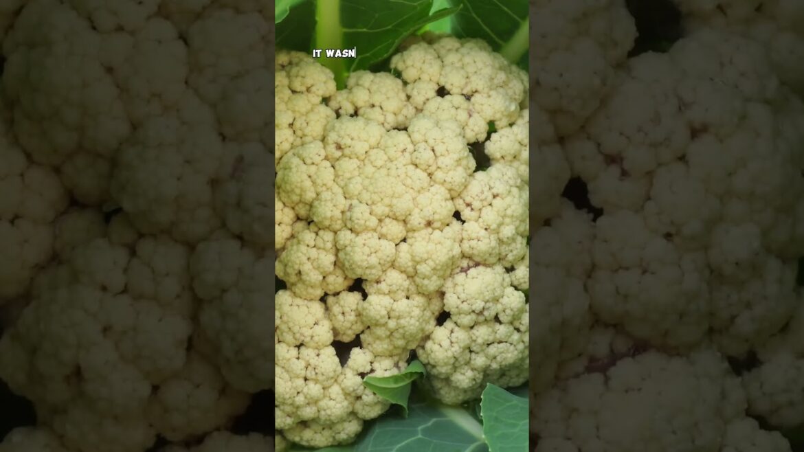 California Gardening: Harvesting Cauliflower: Tips for a Perfect Pick! 🥦✨ Harvesting Cauliflower: Tips for a Perfect Pick! 🥦✨