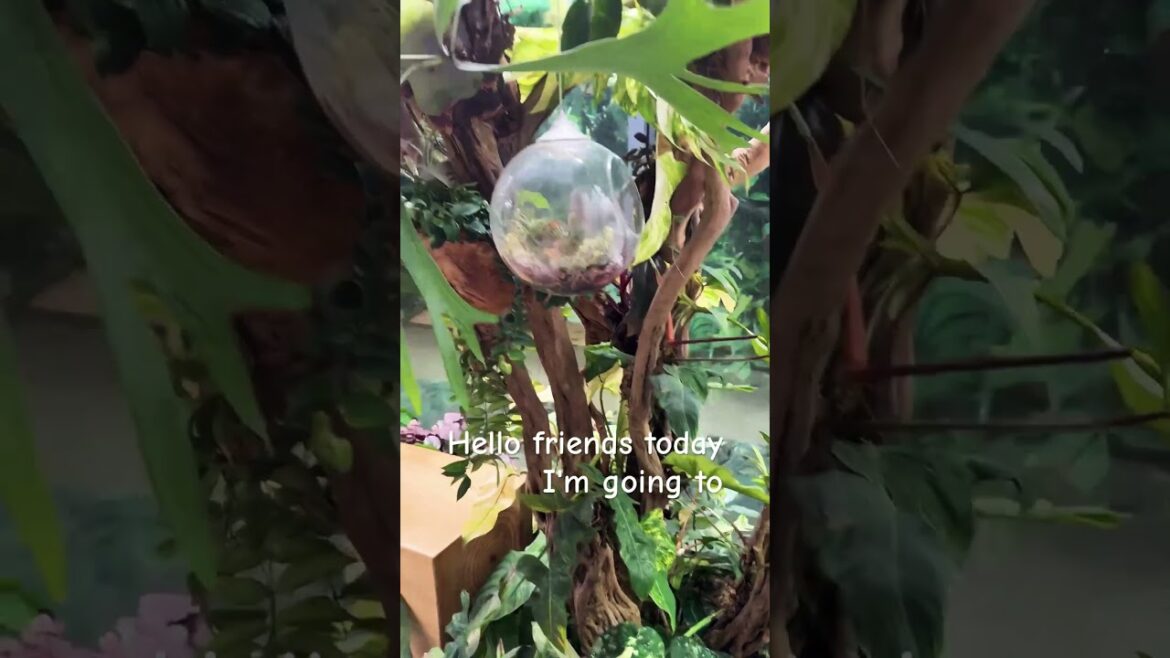 Aquascaping Japanese Garden Singapore by Shravan #aquscape #gardening #naturelovers