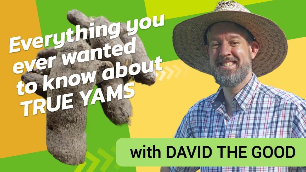 Everything You Ever Wanted to Know about True Yams (Food Security on a Backyard Scale)