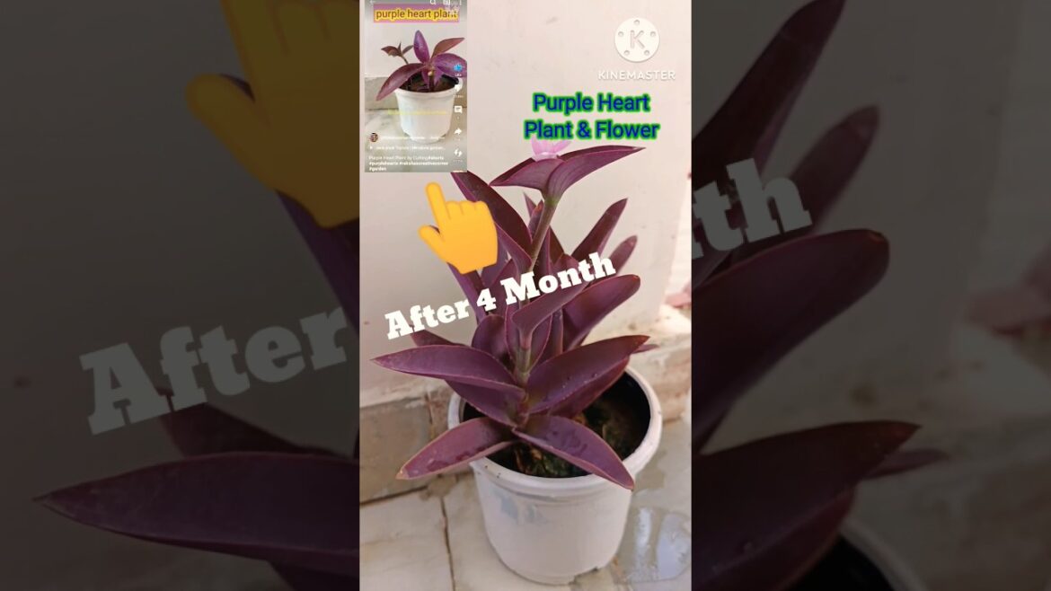 Chotu se Purple Heart Plant Me Flowering Suru Ho Gai Hai #shorts #plants #rakshascreativecorner Chotu se Purple Heart Plant Me Flowering Suru Ho Gai Hai #shorts #plants #rakshascreativecorner