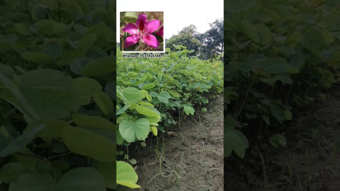 Kachnar plant 🌺" // Supply all india 🇮🇳 #plants #gardening #flowers #plantnursery #nursery #shorts