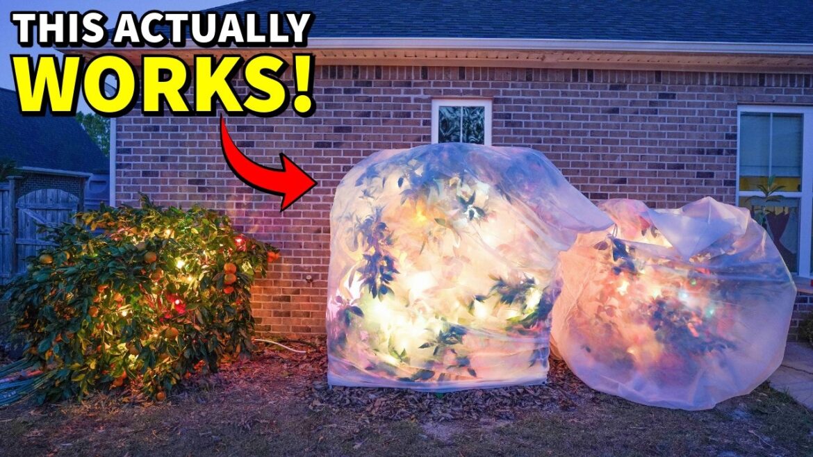 How To Protect Plants From COLD: 3 Ways That ACTUALLY Work! How To Protect Plants From COLD: 3 Ways That ACTUALLY Work!