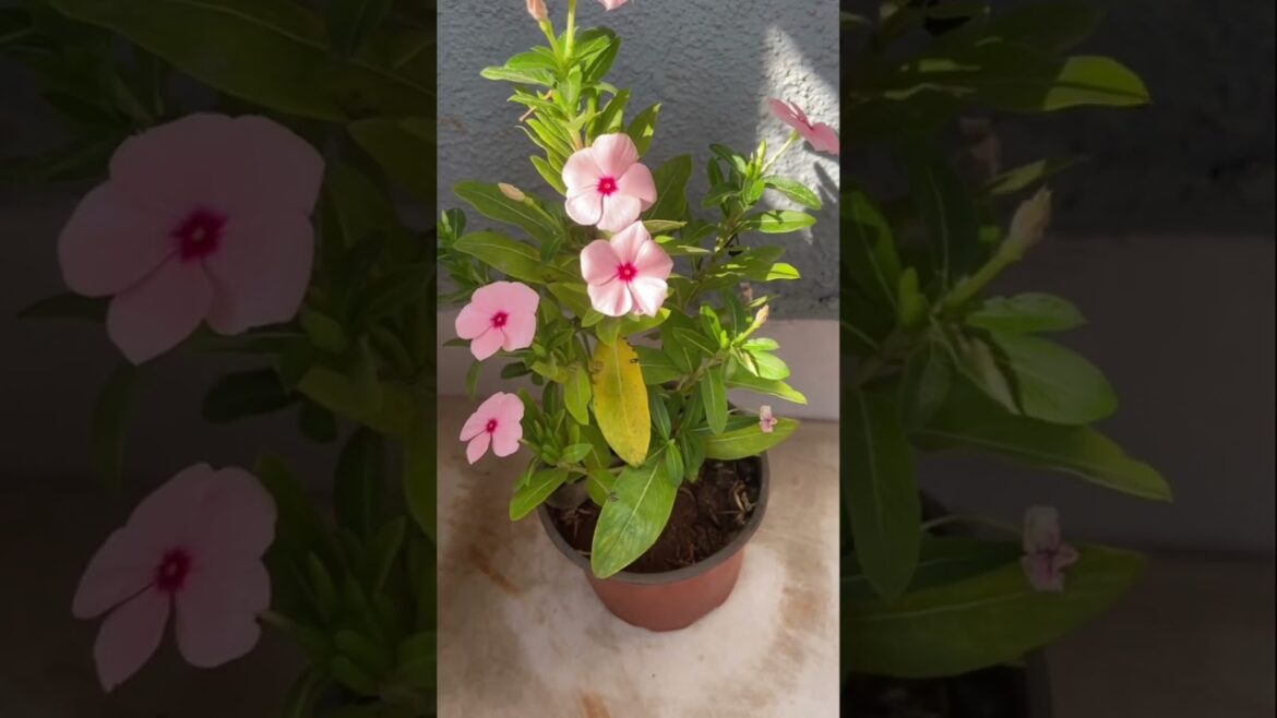 Sadabahar #garden #trending  #viral #nature #love #ytshort