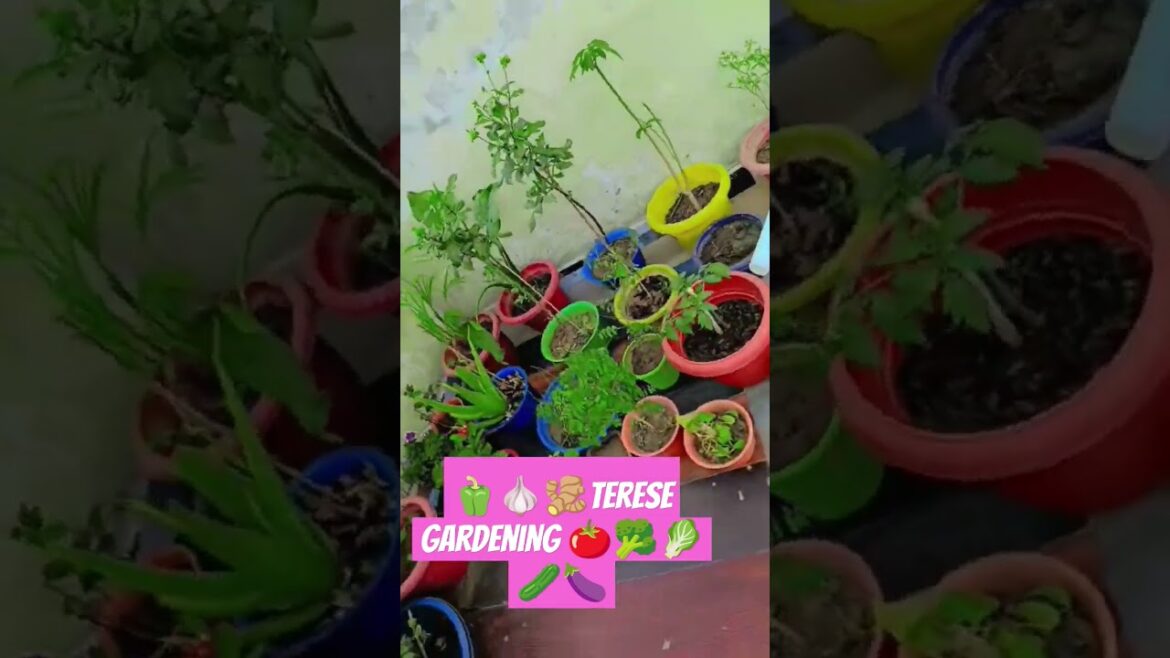 GARDEN🌱☘️🌱 #plantbased  #moneyplant #gardeningtips  #vegetable #gardening #garden #plant  #plants