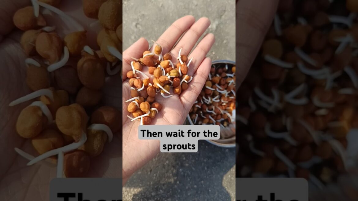 I Planted Chickpeas in My Garden #trending #shorts #ytshorts #garden #gardening #chana #chickpeas I Planted Chickpeas in My Garden #trending #shorts #ytshorts #garden #gardening #chana #chickpeas
