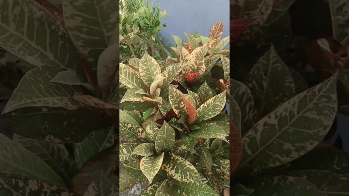 Gardening On Terrace #gardening #garden #terracegarden #shorts