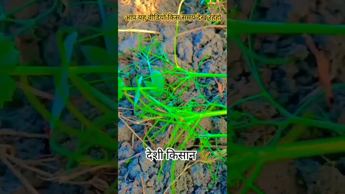 Deshi Farming ๐พ๐ฑ๐จโ๐พ #farmer #viralshorts #farming #trendingshorts #shortvideo #village Deshi Farming ๐พ๐ฑ๐จโ๐พ #farmer #viralshorts #farming #trendingshorts #shortvideo #village