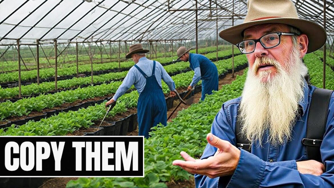 How Amish Build and Maintain Greenhouses Without Modern Technology How Amish Build and Maintain Greenhouses Without Modern Technology