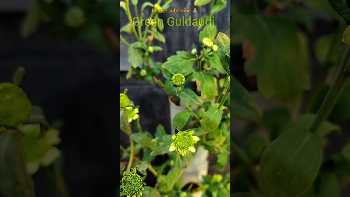 Tips For Guldaudi Flower | How To Care Guldaudi #shortvideo #bagwani #shorts #gardening #garden Tips For Guldaudi Flower | How To Care Guldaudi #shortvideo #bagwani #shorts #gardening #garden