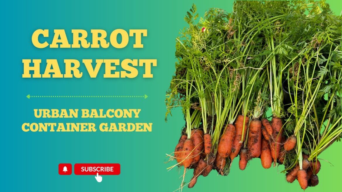 Balcony Garden Carrot Harvest | Urban Container Garden