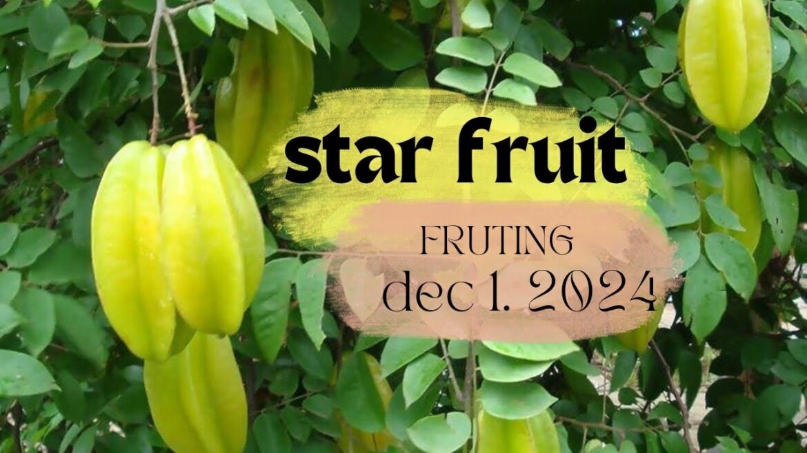 Star Fruit plant fruiting#garden