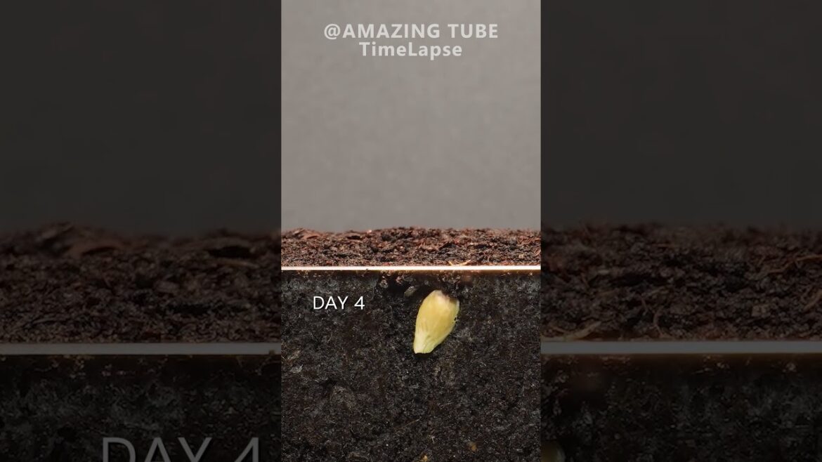 Growing Orange Tree from seed #timelapse #plants