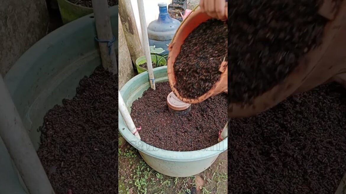 How to make planting media in pots