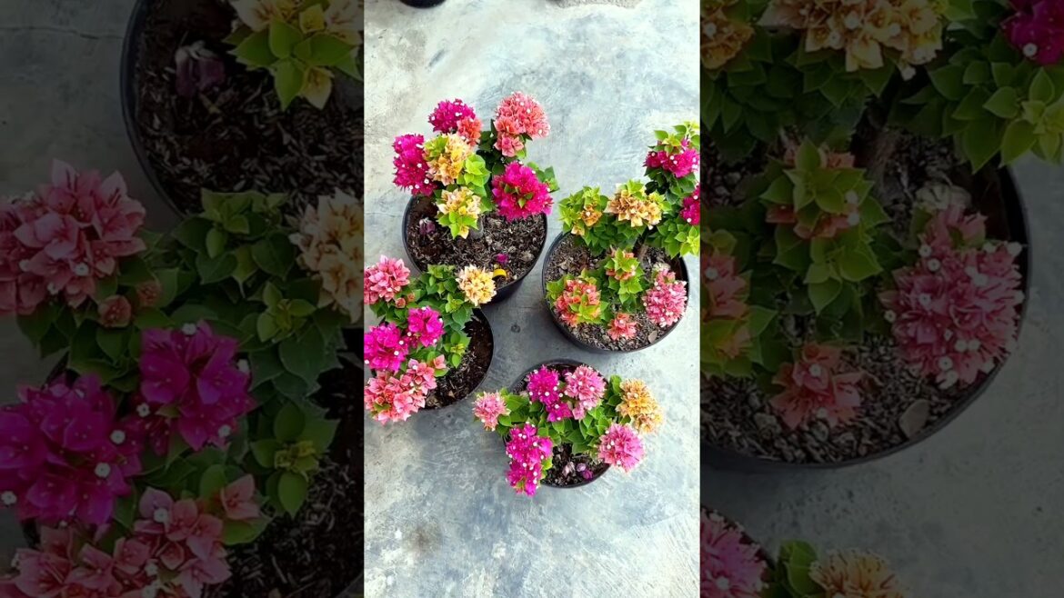 Multi grafted Bougainvillea #bougainvillea #shorts #ytshorts #garden #gardening #shortvideo #plants Multi grafted Bougainvillea #bougainvillea #shorts #ytshorts #garden #gardening #shortvideo #plants
