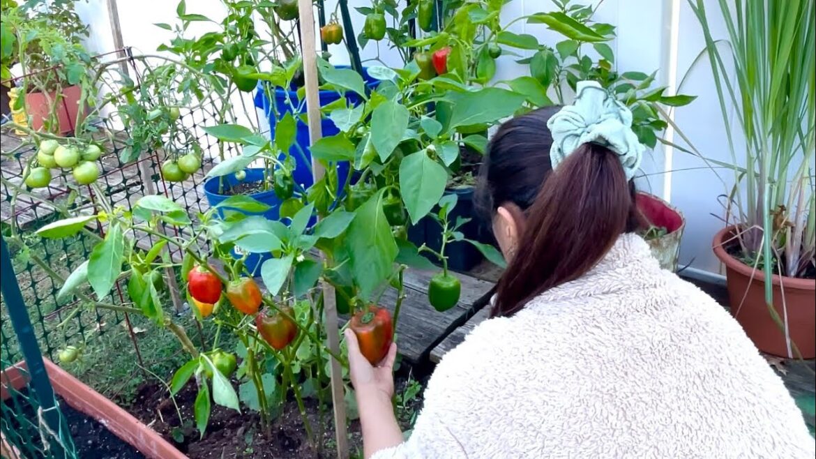 Daily Gardening | New Jersey | Backyard And Container Garden