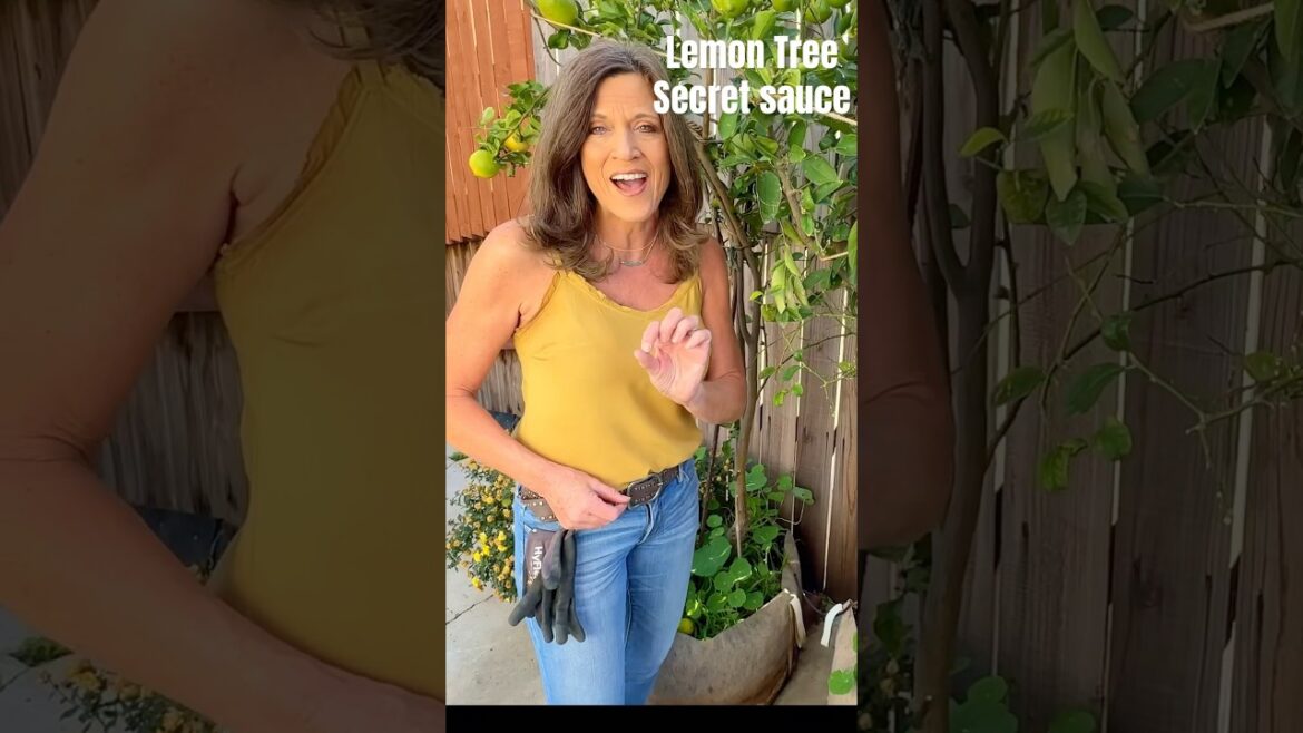 Troubled Lemon Tree?  My Secret Sauce