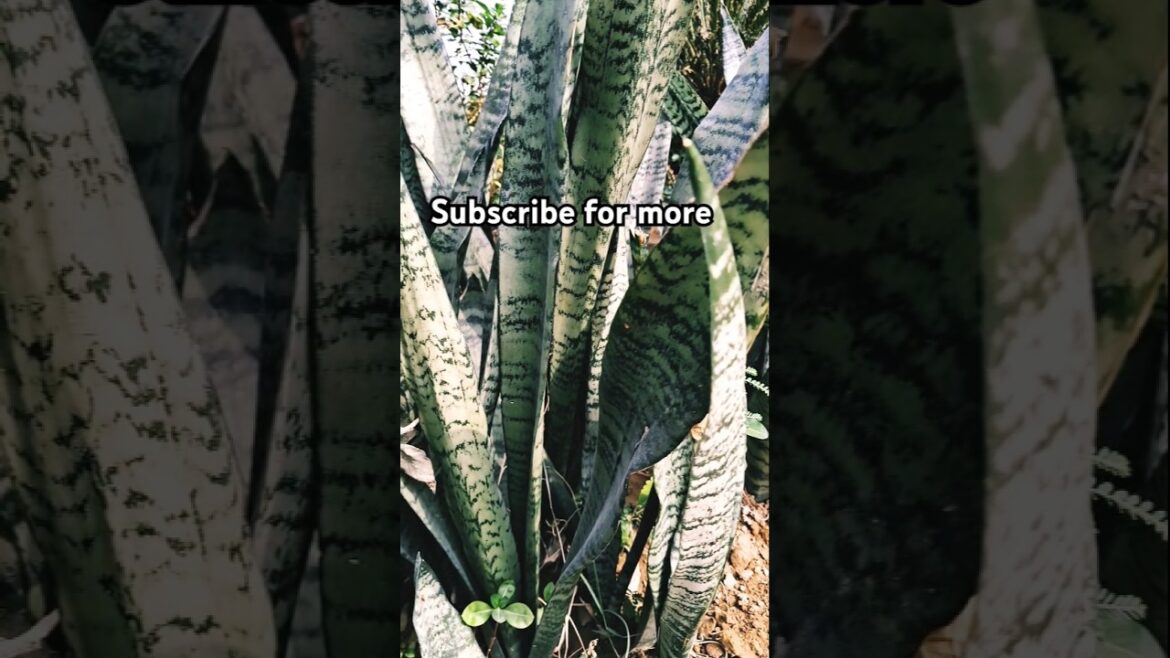 🌱 Tips for Snake Plant | स्नेक प्लांट की देखभाल ।🌿 How to Care Snake Plant, Tips 🍃 #viral #shorts 🌱 Tips for Snake Plant | स्नेक प्लांट की देखभाल ।🌿 How to Care Snake Plant, Tips 🍃 #viral #shorts