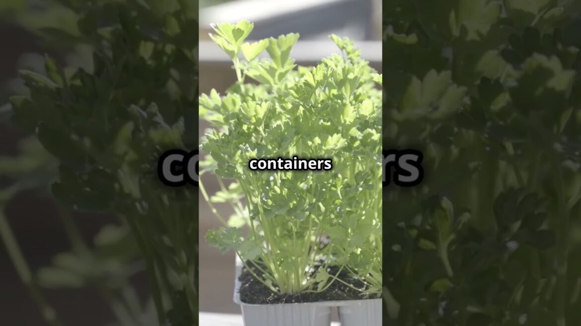 Parsley: The Herb That Thrives Year-Round 🌿🍴#ParsleyCare #WinterHerbs #EdibleGarden