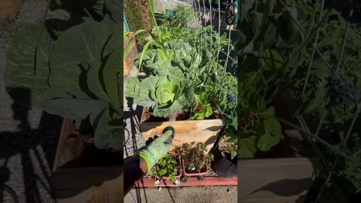 Watering My Vegetable Garden #urbangarden #growyourownfood #growingvegetables #vegogarden Watering My Vegetable Garden #urbangarden #growyourownfood #growingvegetables #vegogarden