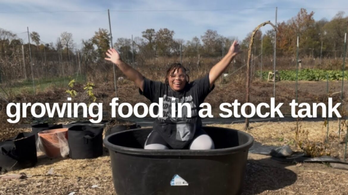 Planting Garlic in a Stock Tank: Easy Container Gardening Idea 🧄 Planting Garlic in a Stock Tank: Easy Container Gardening Idea 🧄