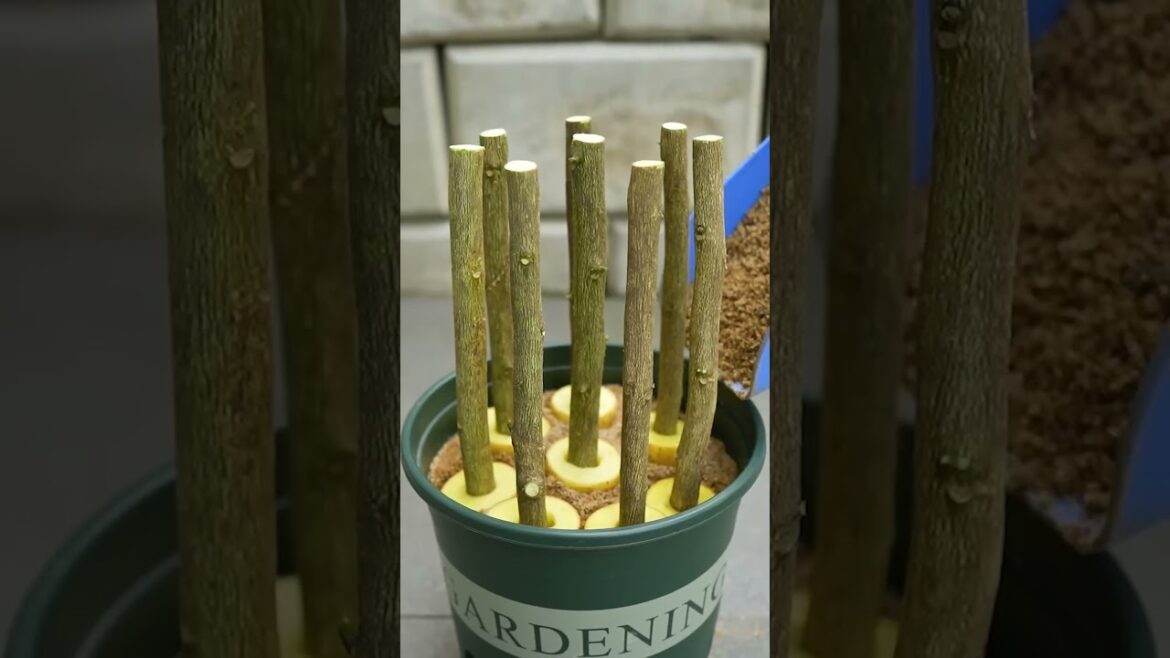 🌿Grow Lemon Tree from Cutting Faster with These Simple Tips! #ytshorts #ytshortsindia #garden