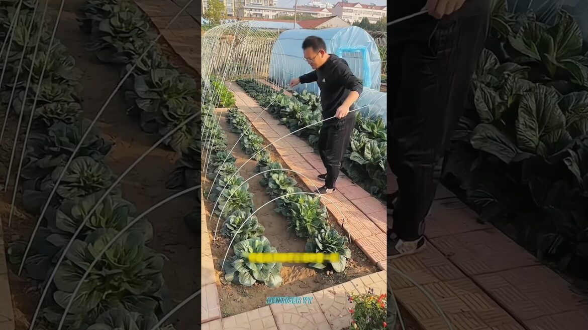 Growing Vegetables at Home | Best Gardening Tips