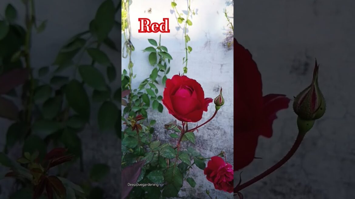 Colourful roses #garden #flowers #trending #viralvideo