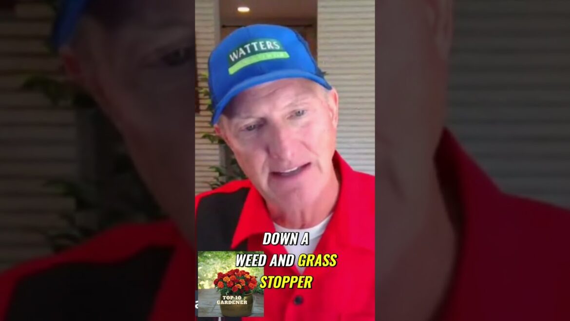 Stop Weeds This Winter  - Expert Tips from the Top 10 Gardener