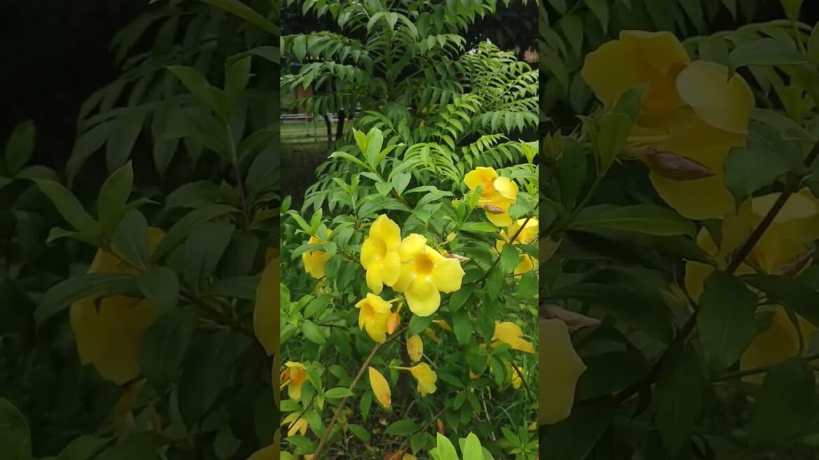 NACTAR garden flowers, #music, #bollywood, #hindisong, #amazing, #song, #love