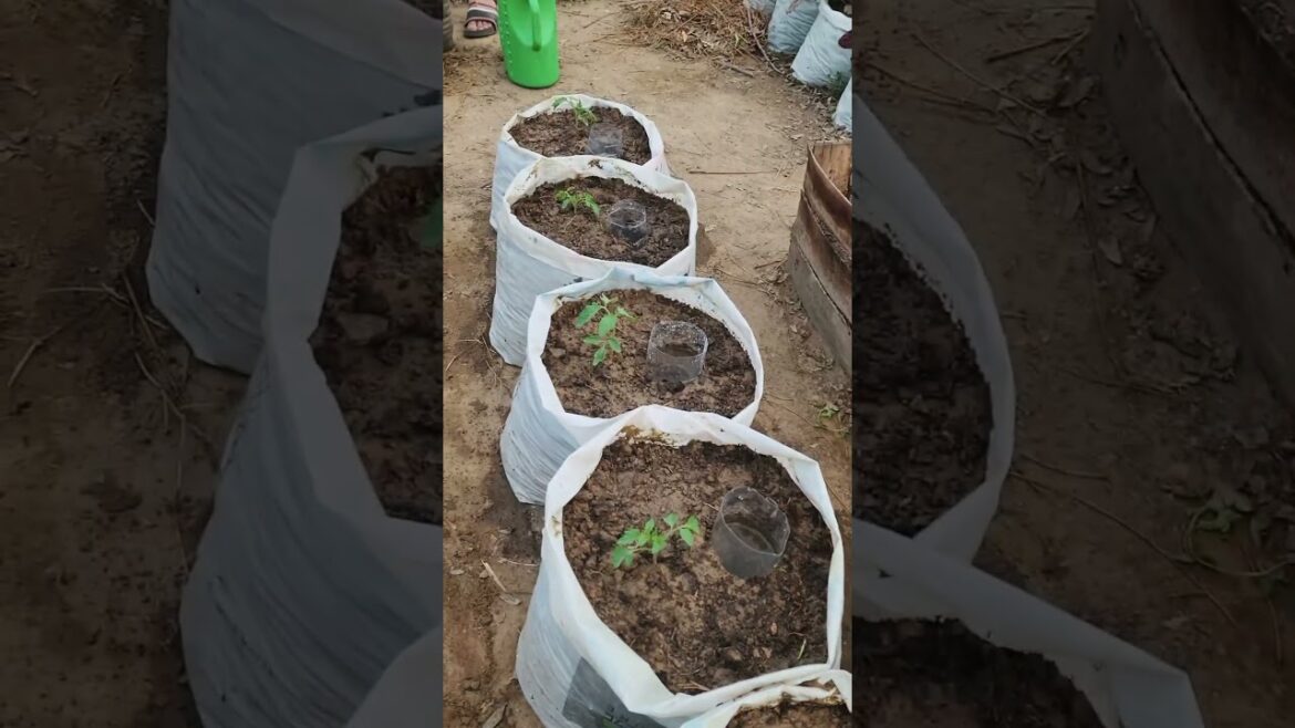 Small Backyard farm Business To do in Ghana | Nigeria #farminafrica #agribusiness #agriculture