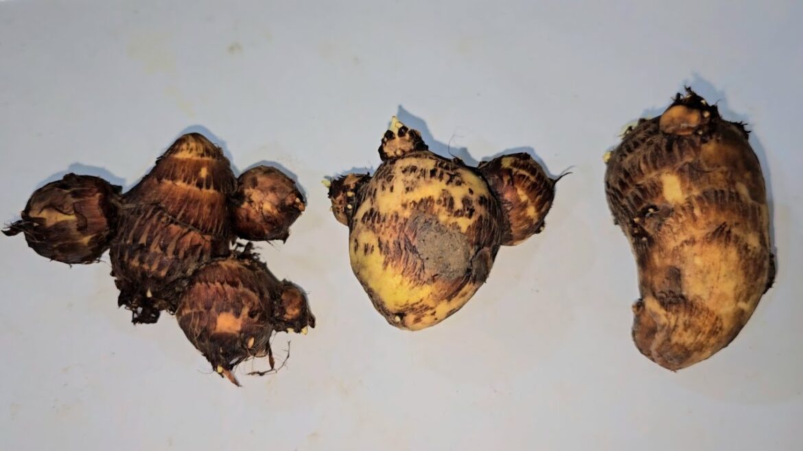 Propagating Taro (Colocasia esculenta) | చామదుంపలు #terracegarden #homegarden #4k #s23ultra