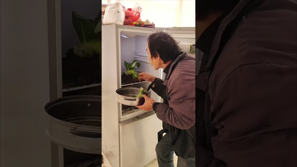 CRAZY Guy Grows Veggies on His Fridge! 🤯 #funny #shorts CRAZY Guy Grows Veggies on His Fridge! 🤯 #funny #shorts