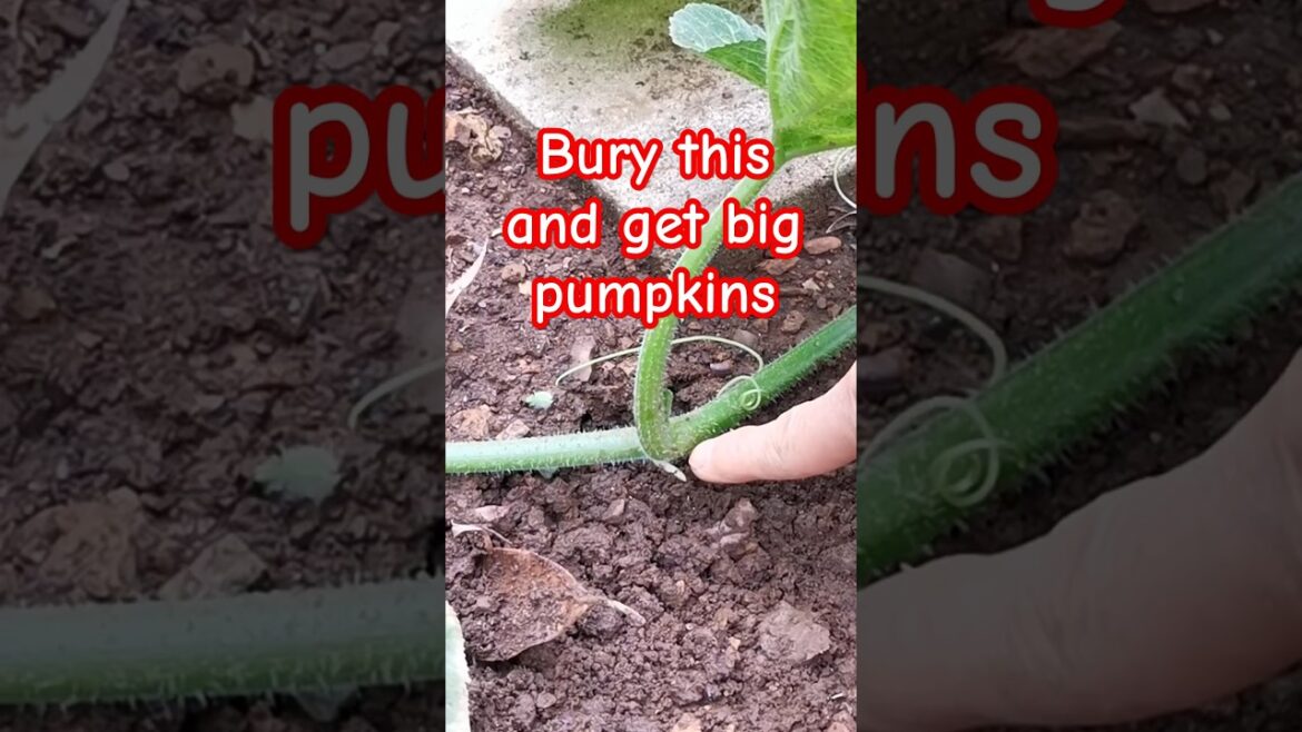 Gardening tips 20 – Bury this to get bigger pumpkins #pumpkin #gardeningtips #gardening Gardening tips 20 - Bury this to get bigger pumpkins #pumpkin #gardeningtips #gardening